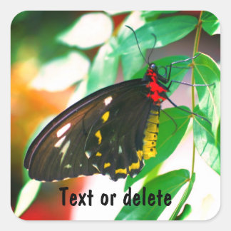 Pegatina Cuadrada Naturaleza de la mariposa negra personalizada