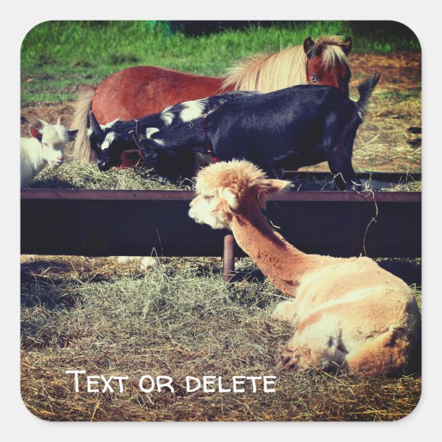 Pegatina Cuadrada Naturaleza personalizada de los amigos de animales (Anverso)