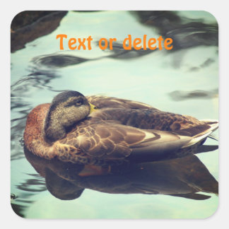 Pegatina Cuadrada Naturaleza personalizada del pato dormido