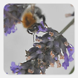 Pegatina Cuadrada Naturas trabajadores maravillosos