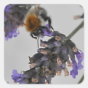 Pegatina Cuadrada Naturas trabajadores maravillosos