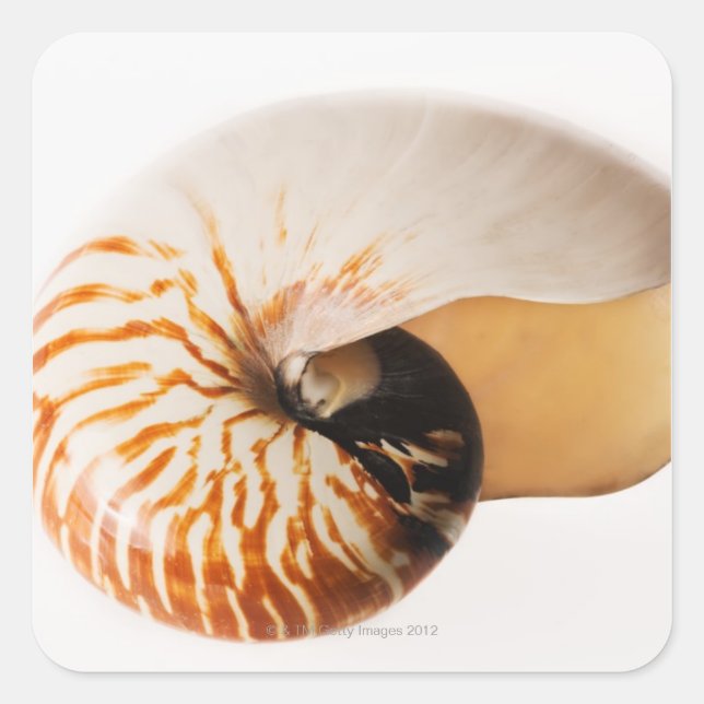 Pegatina Cuadrada Nautilus seashell (Nautilus stenomphalus) (Anverso)