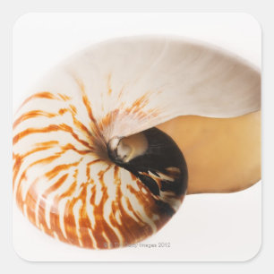 Pegatina Cuadrada Nautilus seashell (Nautilus stenomphalus)