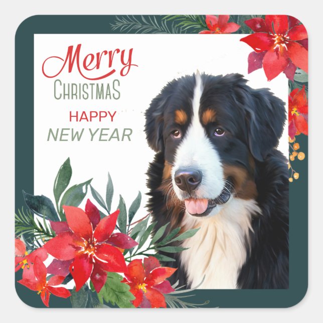 Pegatina Cuadrada Navidades de Bernese Mountain Dog Poinsettia Bouqu (Anverso)