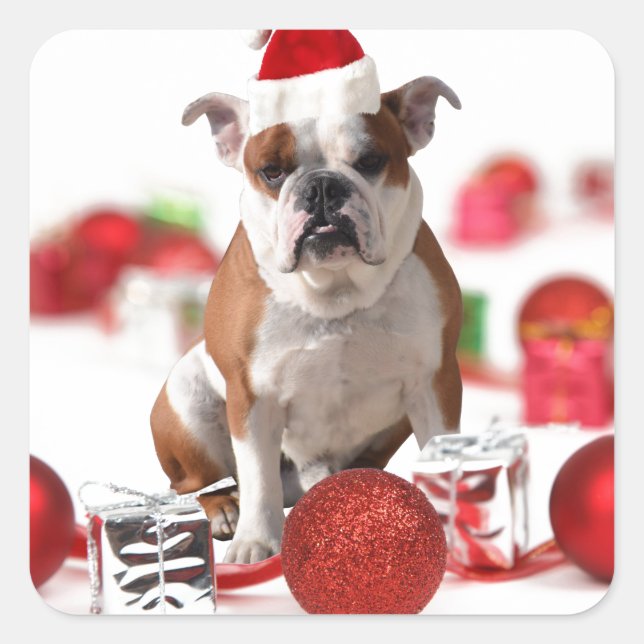 Pegatina Cuadrada Navidades de bulldog Caja de regalo Ornamentos Red (Anverso)