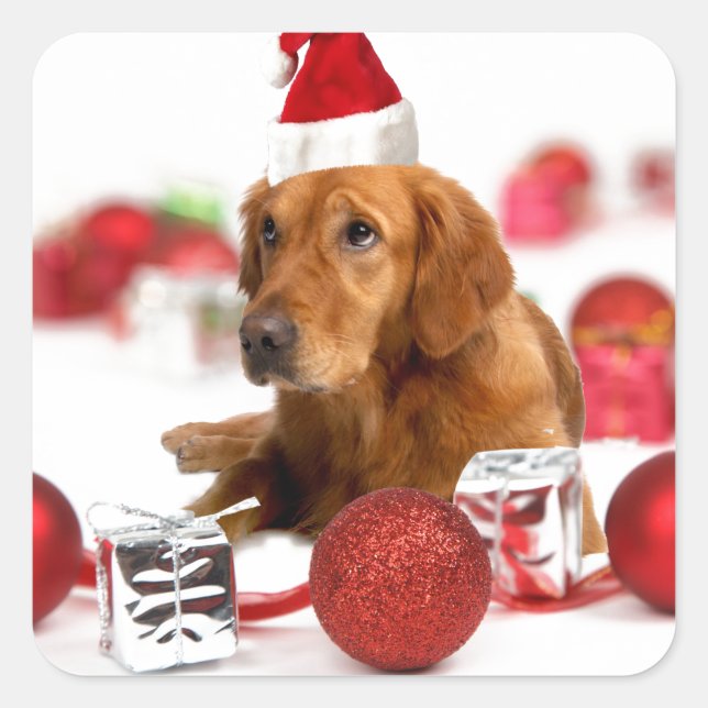 Pegatina Cuadrada Navidades de Golden Retriever Dog W Red Santa Hat (Anverso)