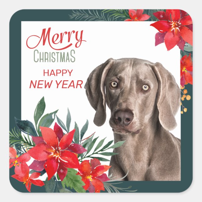 Pegatina Cuadrada Navidades de Gray Weimaraner Poinsettia Bouquet (Anverso)