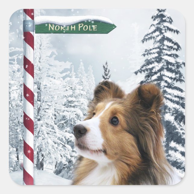 Pegatina Cuadrada Navidades de Shetland Sheepdog (Anverso)