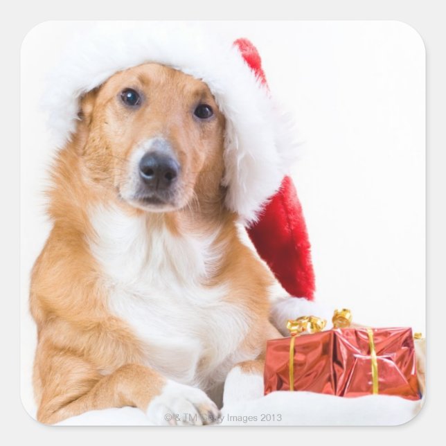 Pegatina Cuadrada Navidades perro con corpiño y regalos coloridos (Anverso)