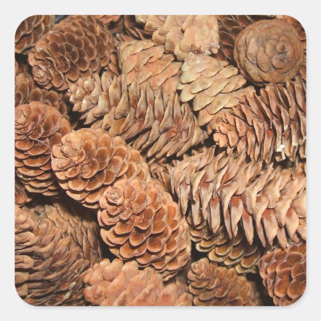 Pegatina Cuadrada Navidades Pine Cones (Anverso)