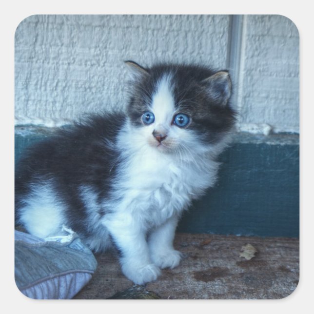Pegatina Cuadrada Negro + Gatito Blanco (Anverso)