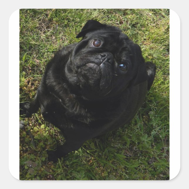 Pegatina Cuadrada negro-pug completo.png (Anverso)