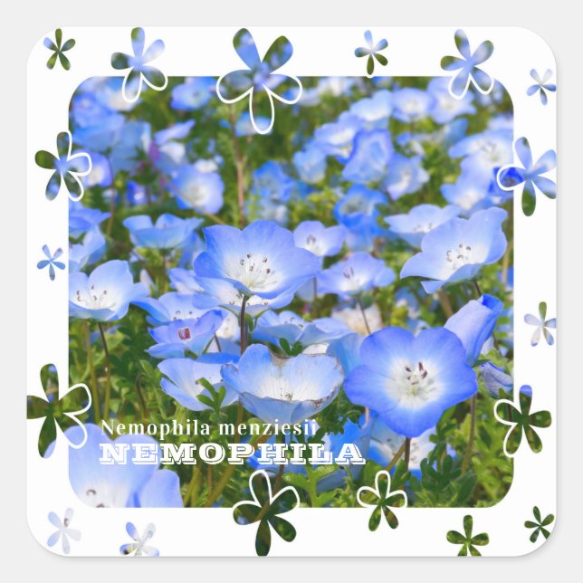 Pegatina Cuadrada NEMOPHILA（Baby Blue Eyes） (Anverso)