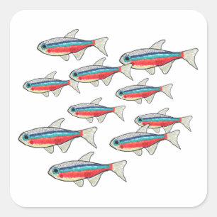 Pegatina Cuadrada Neon Tetra