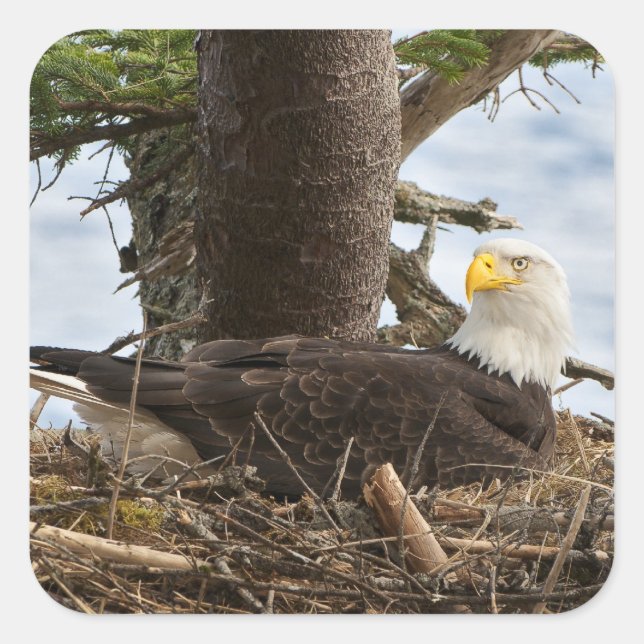 Pegatina Cuadrada Nesting Bald Eagle (Anverso)