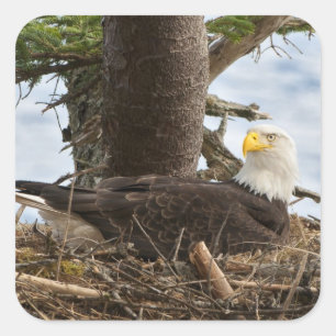 Pegatina Cuadrada Nesting Bald Eagle
