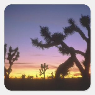 Pegatina Cuadrada NEVADA. EE. UU. Árboles de Josué Yucca brevifolia)