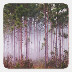 Pegatina Cuadrada Niebla entre pinos al amanecer, Everglades