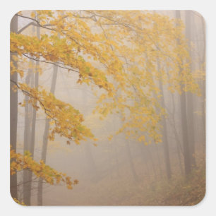 Pegatina Cuadrada Niebla y follaje de otoño, Grandes Montañas Humean