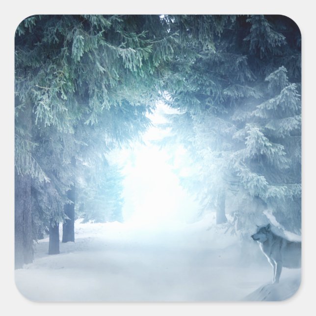 Pegatina Cuadrada Nieve de invierno con lobos en bosque evergreen (Anverso)
