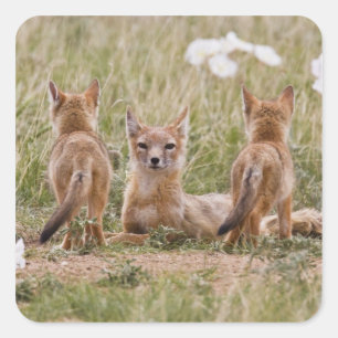 Pegatina Cuadrada Niña de Swift Fox (Vulpes velox) con