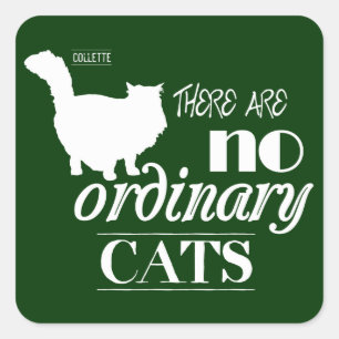 Pegatina Cuadrada No hay gatos ordinarios