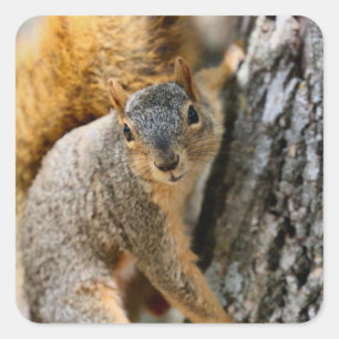 Pegatina Cuadrada ¿No vienes?