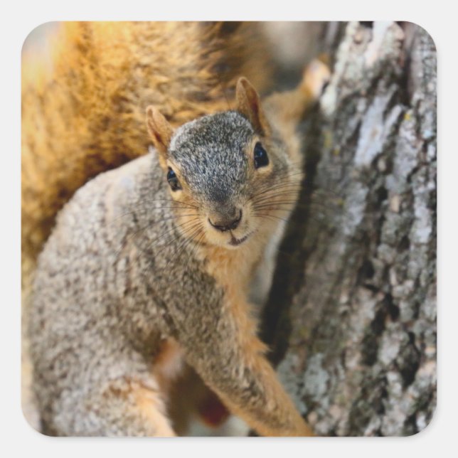 Pegatina Cuadrada ¿No vienes? (Anverso)