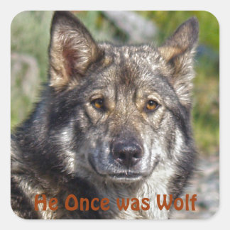 Pegatina Cuadrada Noble jerga de tipo lobo de pastor alemán