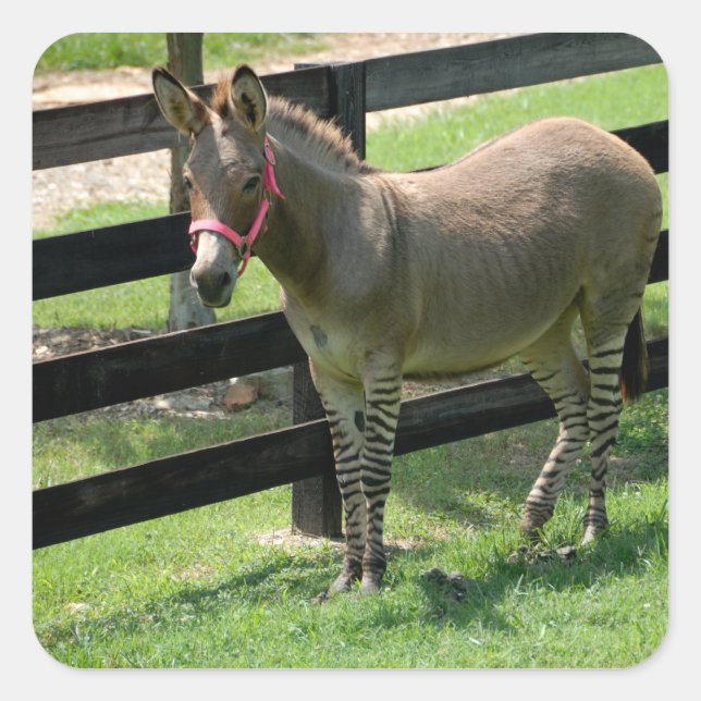 Pegatina Cuadrada Nombre de Zonkey para pieza burro y cebra (Anverso)