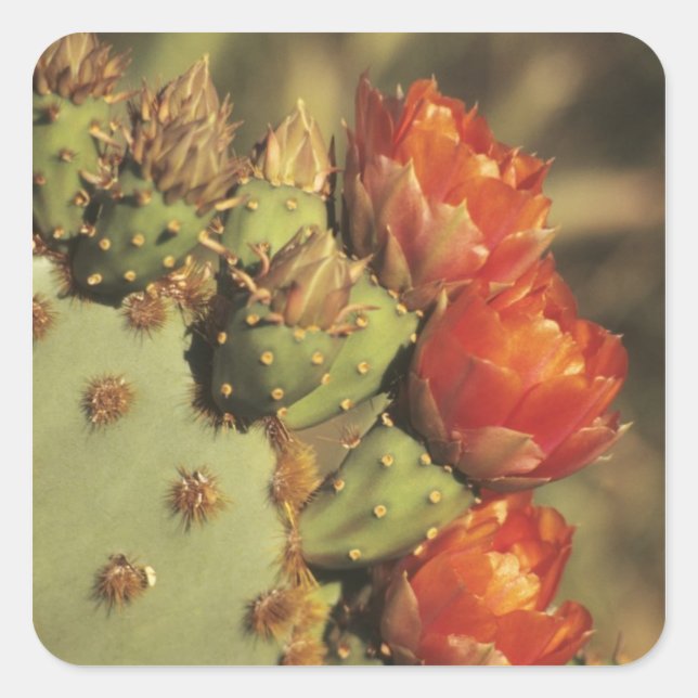 Pegatina Cuadrada Nopal en flor, Arizona-Sonora 2 (Anverso)