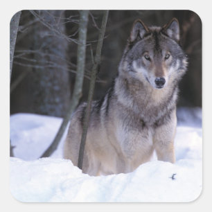 Pegatina Cuadrada Norteamérica, Canadá, Canadá Oriental, Lobo gris