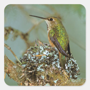 Pegatina Cuadrada Norteamérica, EE. UU., Alaska. Colibrí rufo