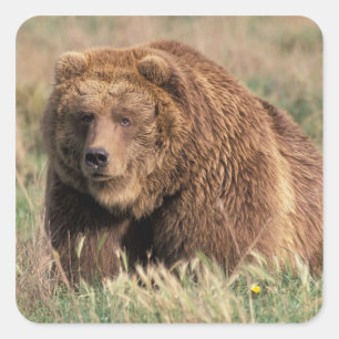 Pegatina Cuadrada Norteamérica, EE. UU., Alaska, Isla Kodiak,