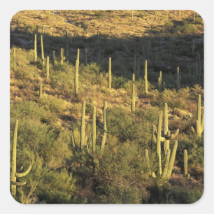 Pegatina Cuadrada Norteamérica, EE. UU., Arizona, Desierto de Sonora