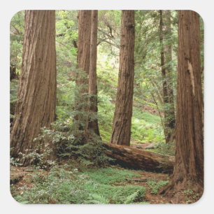 Pegatina Cuadrada Norteamérica, EE. UU., California, Big Sur,