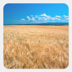 Pegatina Cuadrada Norteamérica, EE. UU., Idaho. Campo de cebada en