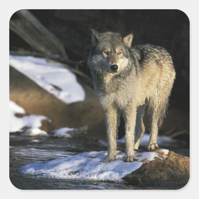 Pegatina Cuadrada Norteamérica, EE. UU., Minnesota. Lobo (Canis (Anverso)