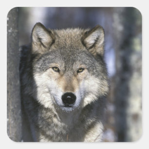 Pegatina Cuadrada Norteamérica, EE. UU., Minnesota. Lobo Canis