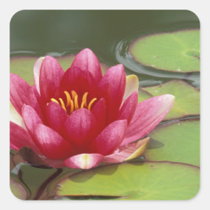 Pegatina Cuadrada Norteamérica, Estados Unidos, Australia Occidental