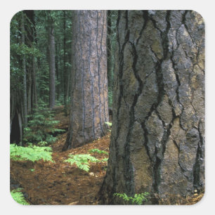 Pegatina Cuadrada Norteamérica, Estados Unidos, California, Yosemit