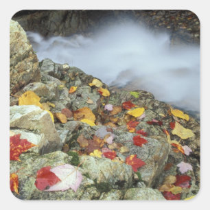 Pegatina Cuadrada Norteamérica, Estados Unidos, NH, Caída en Nueva I