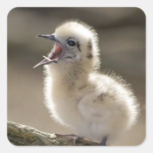 Pegatina Cuadrada Norteamérica, islas hawaianas del noroeste,