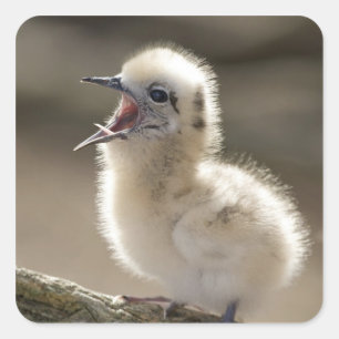 Pegatina Cuadrada Norteamérica, islas hawaianas del noroeste,