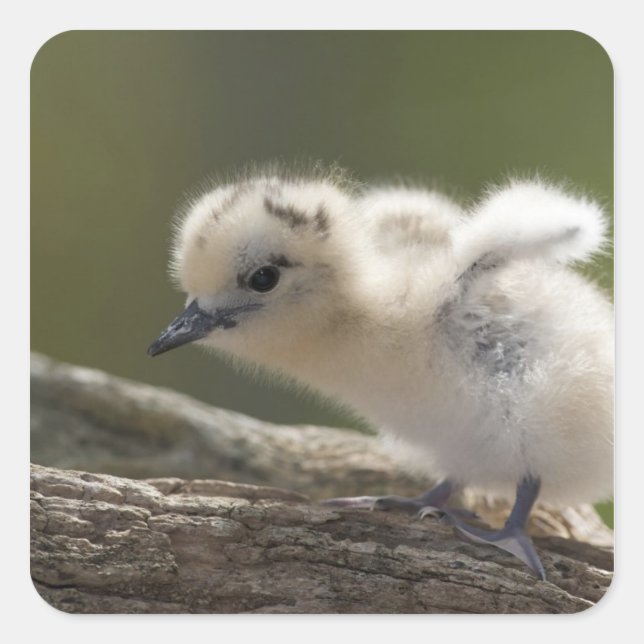 Pegatina Cuadrada Norteamérica, Islas Hawaianas Noroccidental, 2 (Anverso)