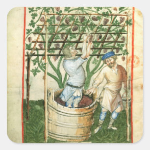 Pegatina Cuadrada Nouv Acq Lat Recolección y prensado de uvas