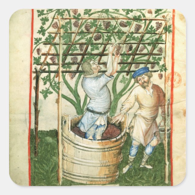 Pegatina Cuadrada Nouv Acq Lat Recolección y prensado de uvas (Anverso)