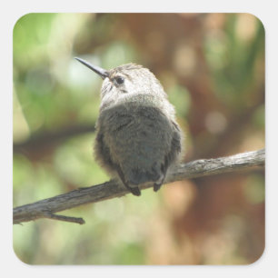 Pegatina Cuadrada Novato del colibrí