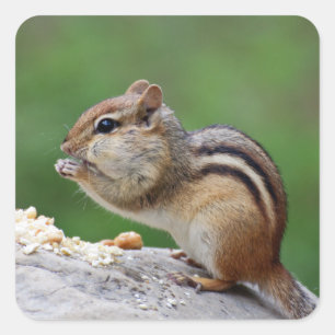 Pegatina Cuadrada Nueces de Chipmunk