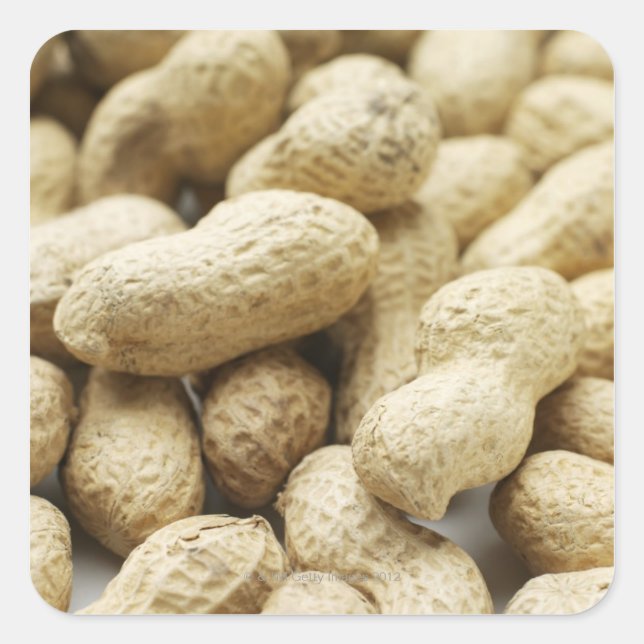 Pegatina Cuadrada Nueces de mono. (Anverso)